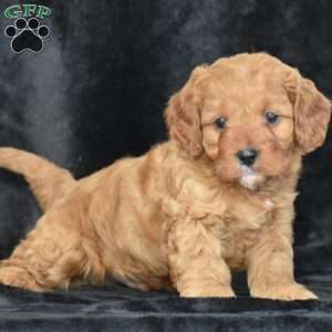 Coby, Cavapoo Puppy